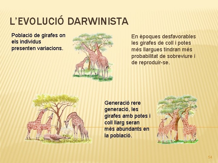 L’EVOLUCIÓ DARWINISTA Població de girafes on els individus presenten variacions. En èpoques desfavorables girafes