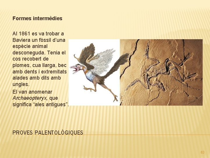 Formes intermèdies Al 1861 es va trobar a Baviera un fòssil d’una espècie animal