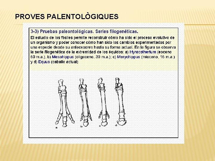 PROVES PALENTOLÒGIQUES 