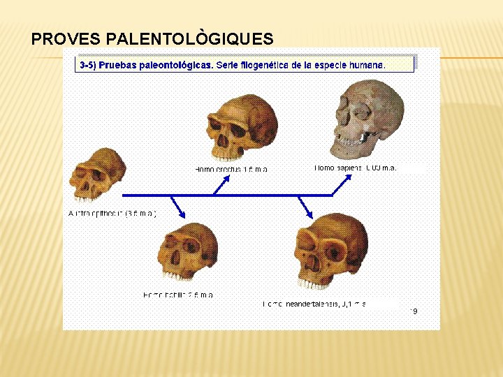 PROVES PALENTOLÒGIQUES 