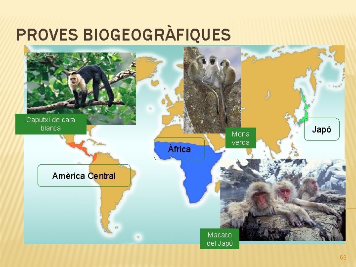 PROVES BIOGEOGRÀFIQUES Caputxí de cara blanca Àfrica Mona verda Japó Amèrica Central Macaco del