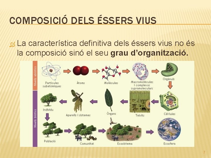 COMPOSICIÓ DELS ÉSSERS VIUS La característica definitiva dels éssers vius no és la composició