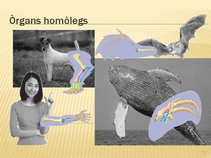 Òrgans homòlegs 73 