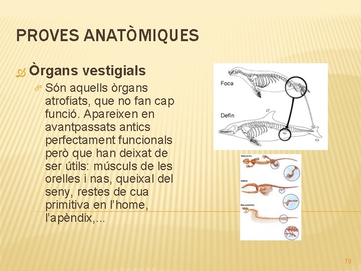 PROVES ANATÒMIQUES Òrgans vestigials Són aquells òrgans atrofiats, que no fan cap funció. Apareixen