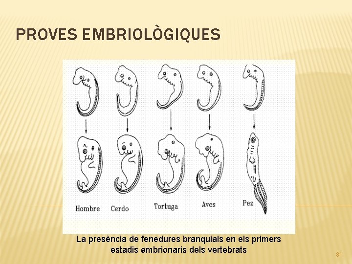 PROVES EMBRIOLÒGIQUES La presència de fenedures branquials en els primers estadis embrionaris dels vertebrats