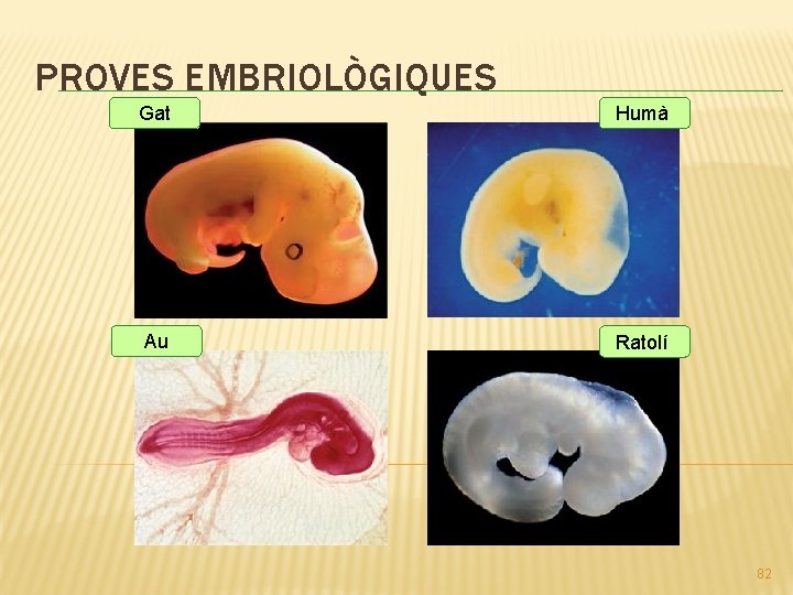 PROVES EMBRIOLÒGIQUES Gat Humà Au Ratolí 82 