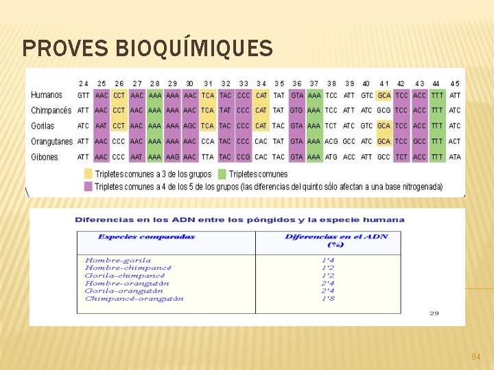 PROVES BIOQUÍMIQUES 84 