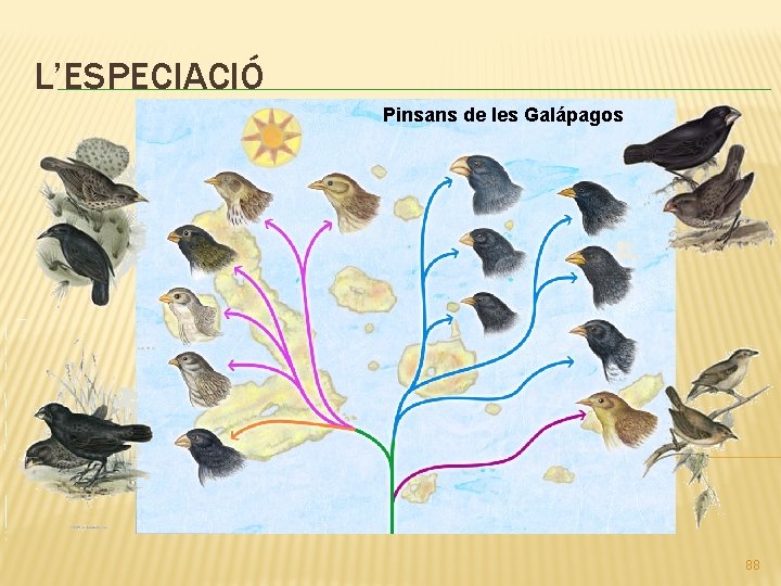 L’ESPECIACIÓ Pinsans de les Galápagos 88 