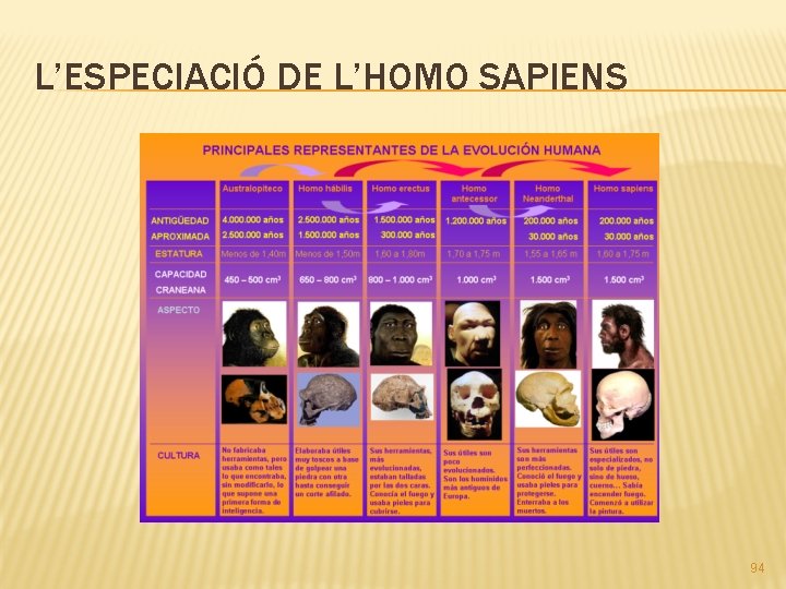 L’ESPECIACIÓ DE L’HOMO SAPIENS 94 