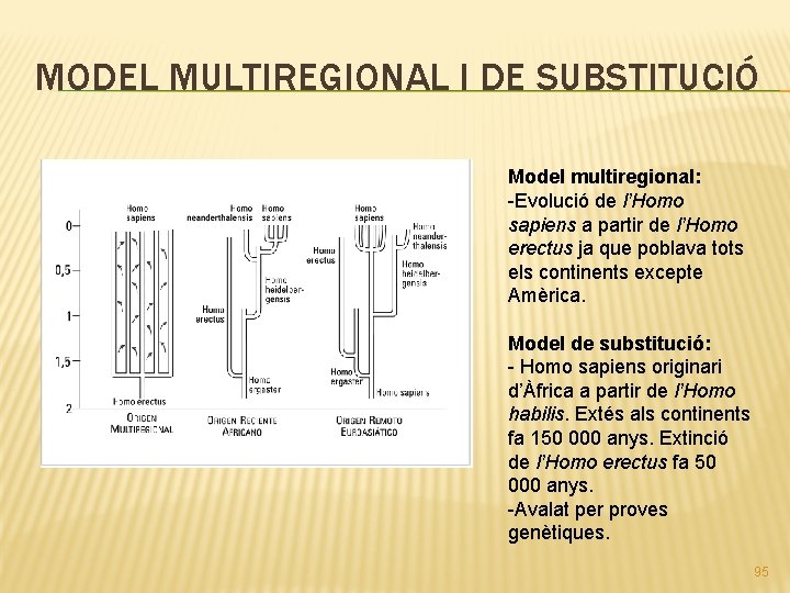 MODEL MULTIREGIONAL I DE SUBSTITUCIÓ Model multiregional: -Evolució de l’Homo sapiens a partir de