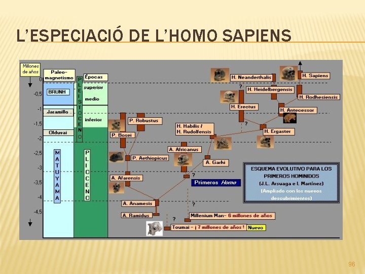 L’ESPECIACIÓ DE L’HOMO SAPIENS 96 