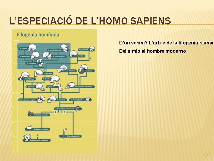 L’ESPECIACIÓ DE L’HOMO SAPIENS D’on venim? L’arbre de la filogènia human Del simio al