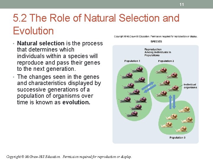 11 5. 2 The Role of Natural Selection and Evolution • Natural selection is 11 5. 2 The Role of Natural Selection and Evolution • Natural selection is
