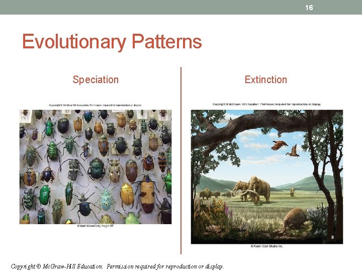 16 Evolutionary Patterns Speciation Copyright © Mc. Graw-Hill Education. Permission required for reproduction or 16 Evolutionary Patterns Speciation Copyright © Mc. Graw-Hill Education. Permission required for reproduction or