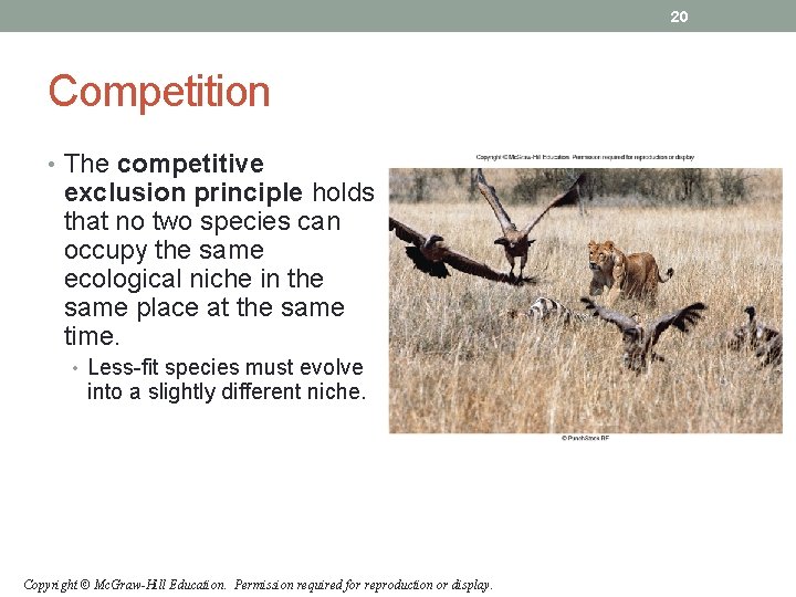 20 Competition • The competitive exclusion principle holds that no two species can occupy 20 Competition • The competitive exclusion principle holds that no two species can occupy
