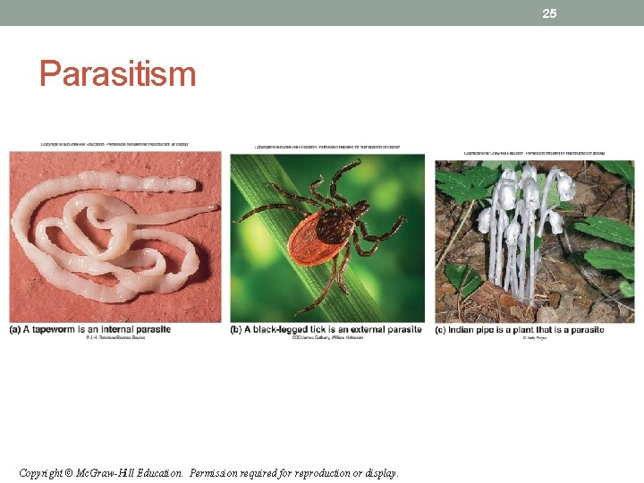 25 Parasitism Copyright © Mc. Graw-Hill Education. Permission required for reproduction or display. 25 Parasitism Copyright © Mc. Graw-Hill Education. Permission required for reproduction or display.