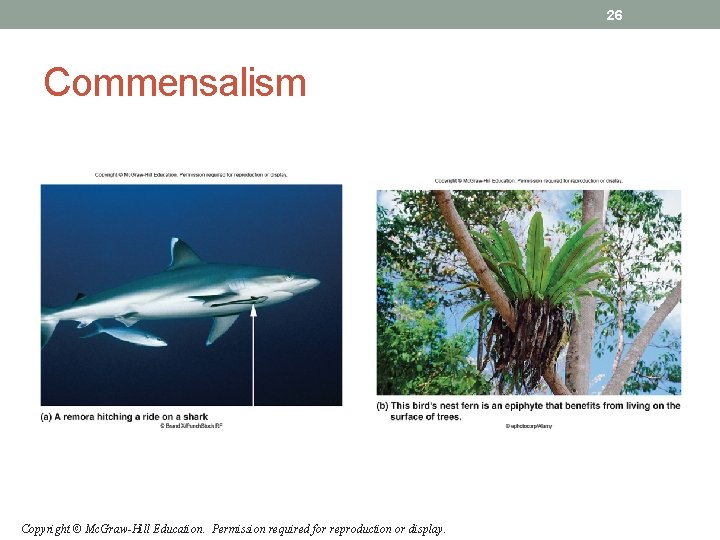 26 Commensalism Copyright © Mc. Graw-Hill Education. Permission required for reproduction or display. 26 Commensalism Copyright © Mc. Graw-Hill Education. Permission required for reproduction or display.