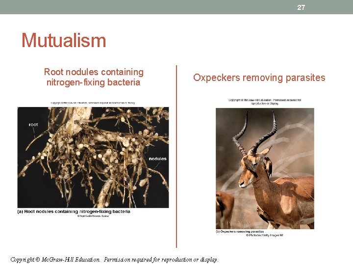 27 Mutualism Root nodules containing nitrogen-fixing bacteria Oxpeckers removing parasites Copyright © Mc. Graw-Hill 27 Mutualism Root nodules containing nitrogen-fixing bacteria Oxpeckers removing parasites Copyright © Mc. Graw-Hill