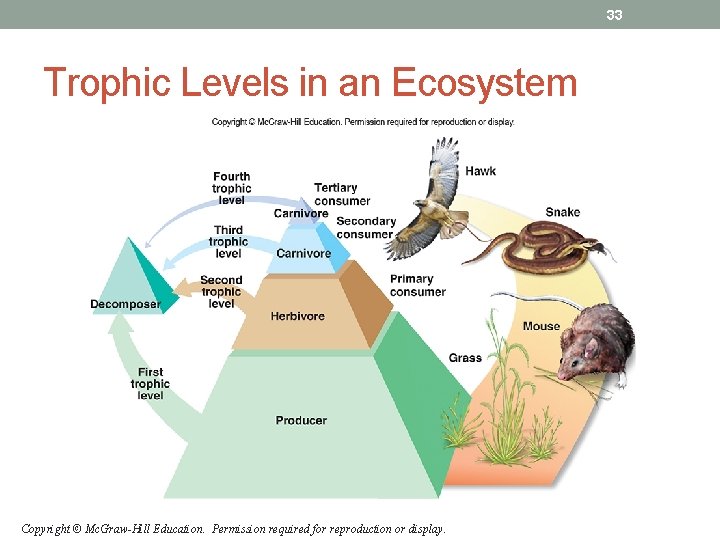 33 Trophic Levels in an Ecosystem Copyright © Mc. Graw-Hill Education. Permission required for 33 Trophic Levels in an Ecosystem Copyright © Mc. Graw-Hill Education. Permission required for