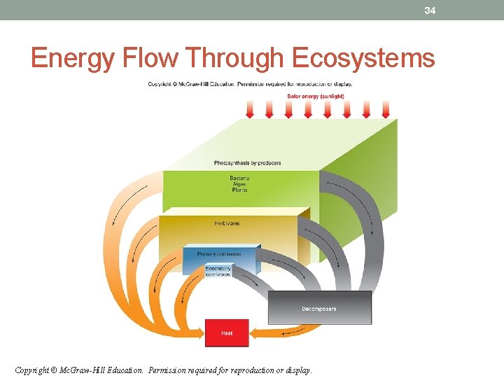 34 Energy Flow Through Ecosystems Copyright © Mc. Graw-Hill Education. Permission required for reproduction 34 Energy Flow Through Ecosystems Copyright © Mc. Graw-Hill Education. Permission required for reproduction