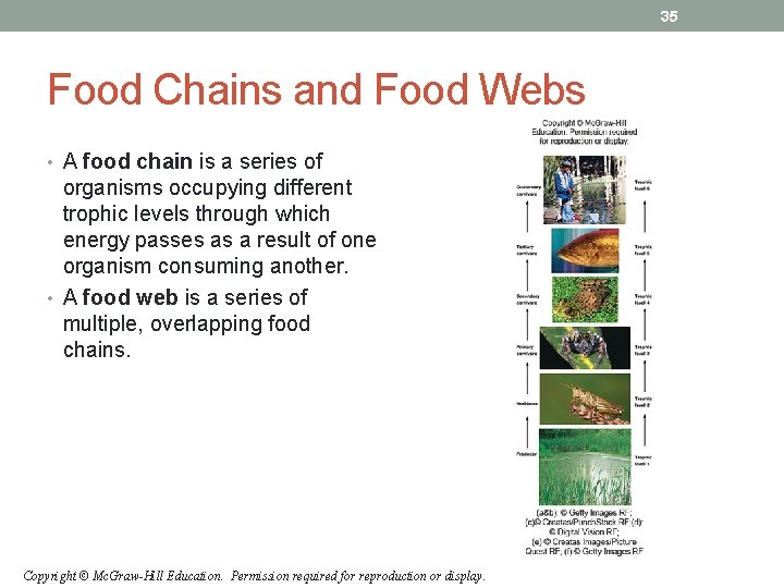 35 Food Chains and Food Webs • A food chain is a series of 35 Food Chains and Food Webs • A food chain is a series of