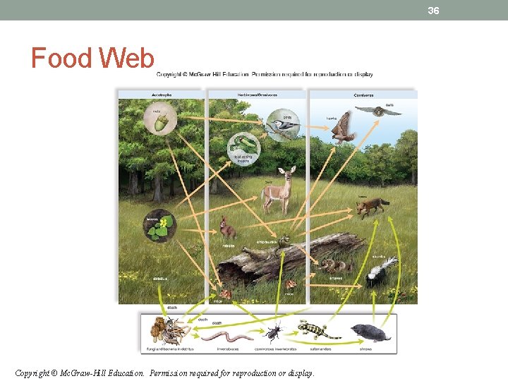 36 Food Web Copyright © Mc. Graw-Hill Education. Permission required for reproduction or display. 36 Food Web Copyright © Mc. Graw-Hill Education. Permission required for reproduction or display.