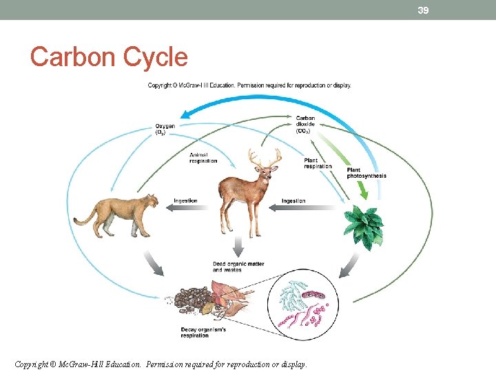 39 Carbon Cycle Copyright © Mc. Graw-Hill Education. Permission required for reproduction or display. 39 Carbon Cycle Copyright © Mc. Graw-Hill Education. Permission required for reproduction or display.