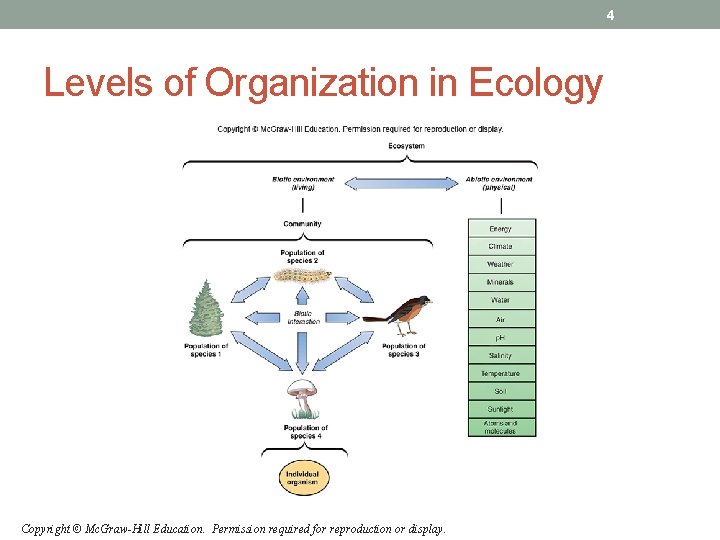 4 Levels of Organization in Ecology Copyright © Mc. Graw-Hill Education. Permission required for 4 Levels of Organization in Ecology Copyright © Mc. Graw-Hill Education. Permission required for