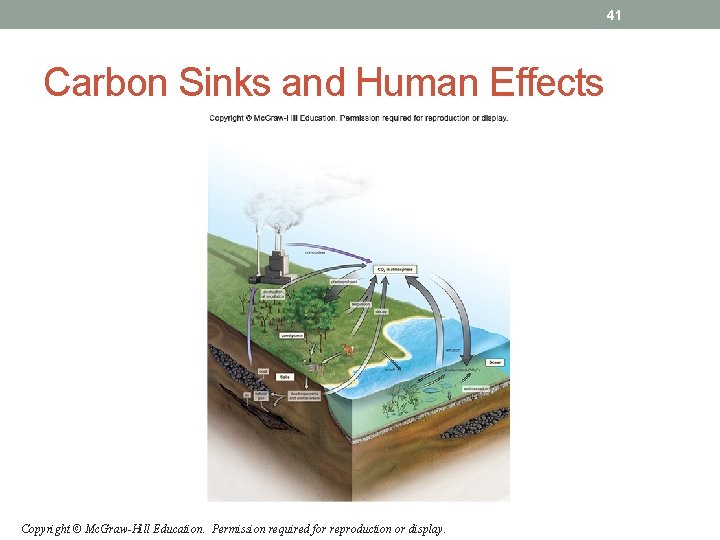 41 Carbon Sinks and Human Effects Copyright © Mc. Graw-Hill Education. Permission required for 41 Carbon Sinks and Human Effects Copyright © Mc. Graw-Hill Education. Permission required for