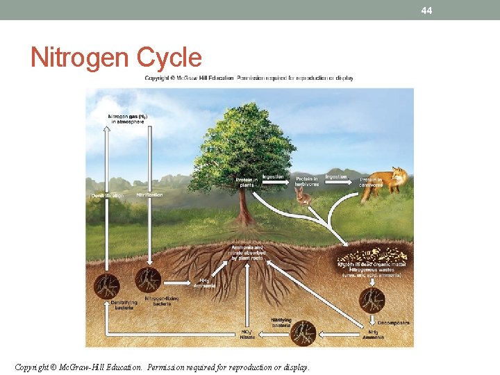 44 Nitrogen Cycle Copyright © Mc. Graw-Hill Education. Permission required for reproduction or display. 44 Nitrogen Cycle Copyright © Mc. Graw-Hill Education. Permission required for reproduction or display.