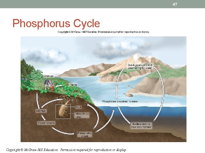 47 Phosphorus Cycle Copyright © Mc. Graw-Hill Education. Permission required for reproduction or display. 47 Phosphorus Cycle Copyright © Mc. Graw-Hill Education. Permission required for reproduction or display.