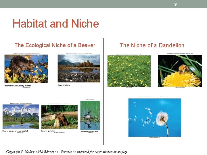 9 Habitat and Niche The Ecological Niche of a Beaver The Niche of a 9 Habitat and Niche The Ecological Niche of a Beaver The Niche of a