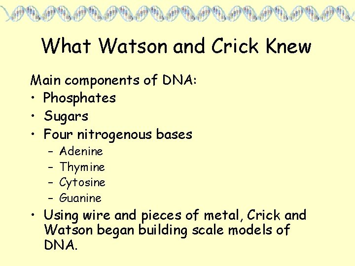 What Watson and Crick Knew Main components of DNA: • Phosphates • Sugars •