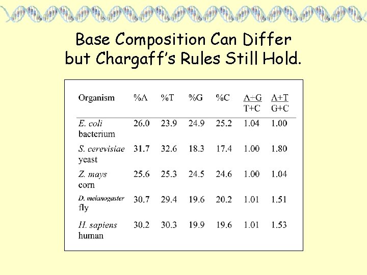 Base Composition Can Differ but Chargaff’s Rules Still Hold. 