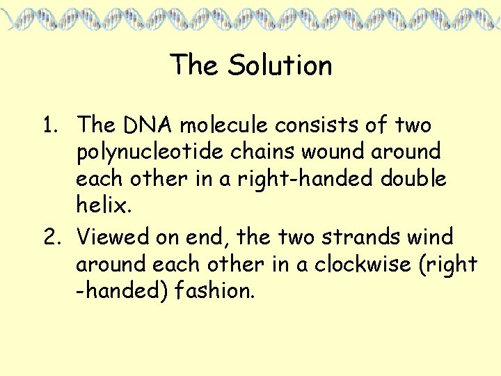 The Solution 1. The DNA molecule consists of two polynucleotide chains wound around each