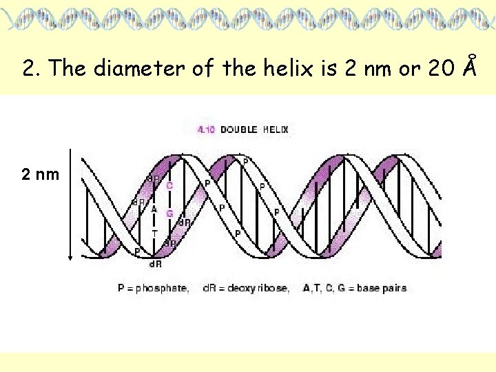 2. The diameter of the helix is 2 nm or 20 Å 2 nm