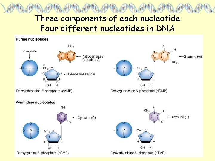 Three components of each nucleotide Four different nucleotides in DNA 