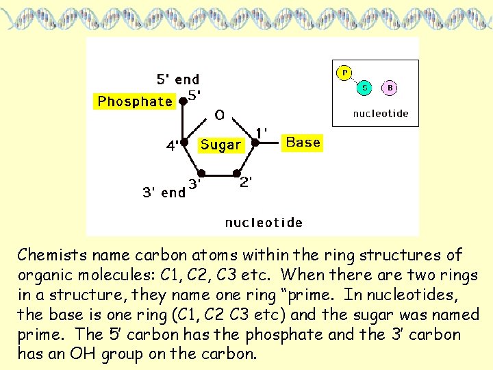 Chemists name carbon atoms within the ring structures of organic molecules: C 1, C