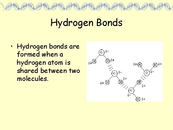 Hydrogen Bonds • Hydrogen bonds are formed when a hydrogen atom is shared between