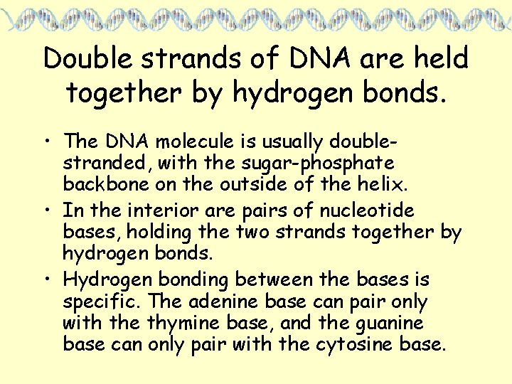 Double strands of DNA are held together by hydrogen bonds. • The DNA molecule