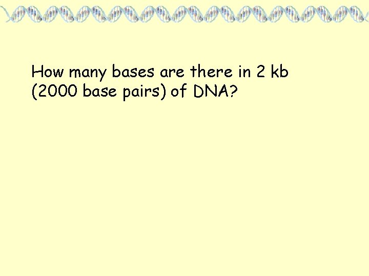 How many bases are there in 2 kb (2000 base pairs) of DNA? 