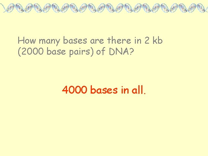 How many bases are there in 2 kb (2000 base pairs) of DNA? 4000