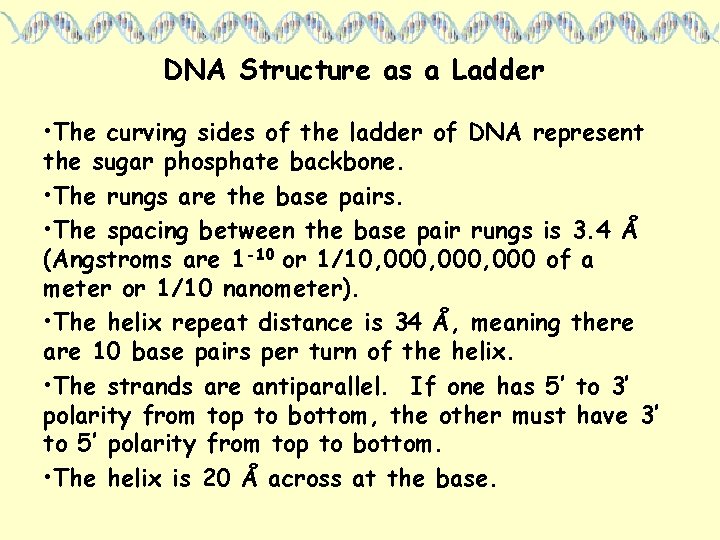 DNA Structure as a Ladder • The curving sides of the ladder of DNA