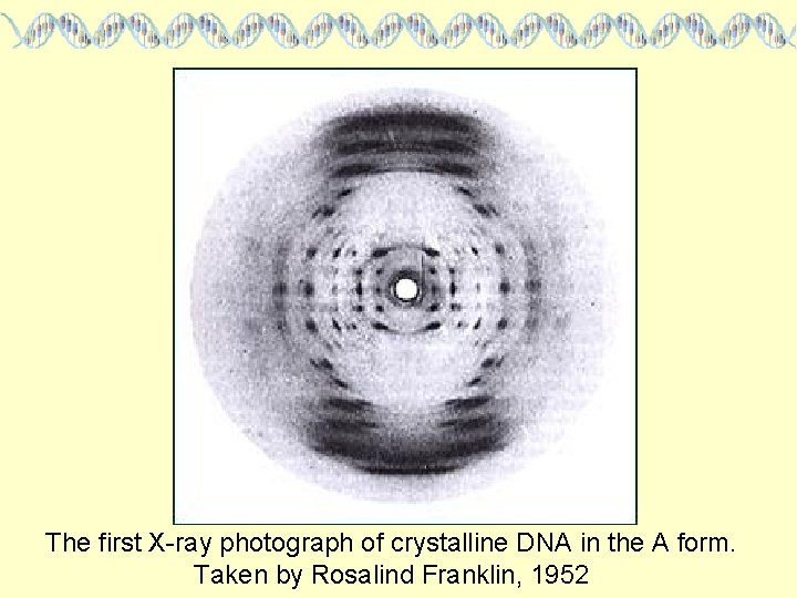 The first X-ray photograph of crystalline DNA in the A form. Taken by Rosalind