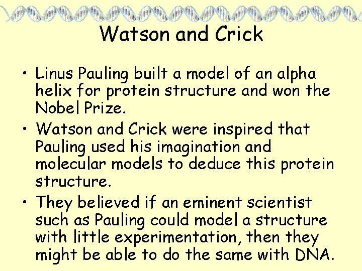 Watson and Crick • Linus Pauling built a model of an alpha helix for