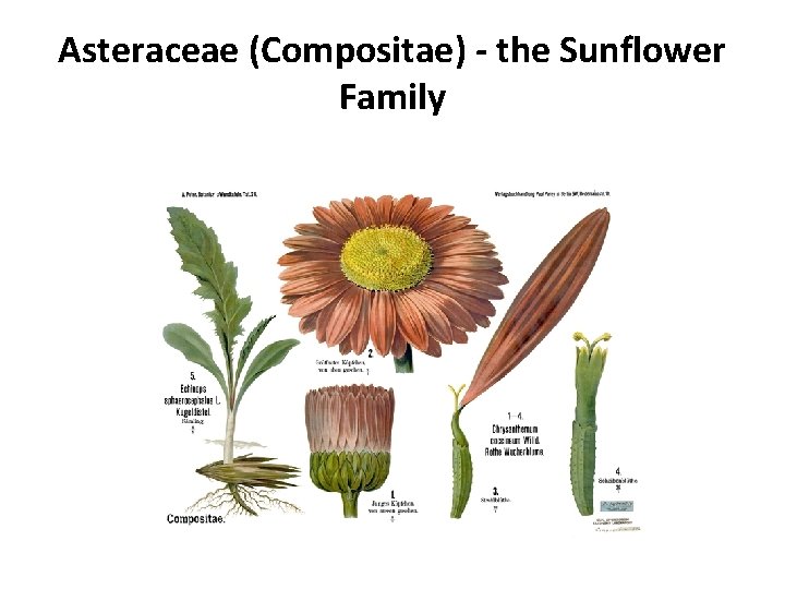 Asteraceae (Compositae) - the Sunflower Family 