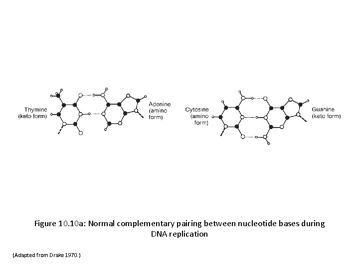 Figure 10. 10 a: Normal complementary pairing between nucleotide bases during DNA replication (Adapted