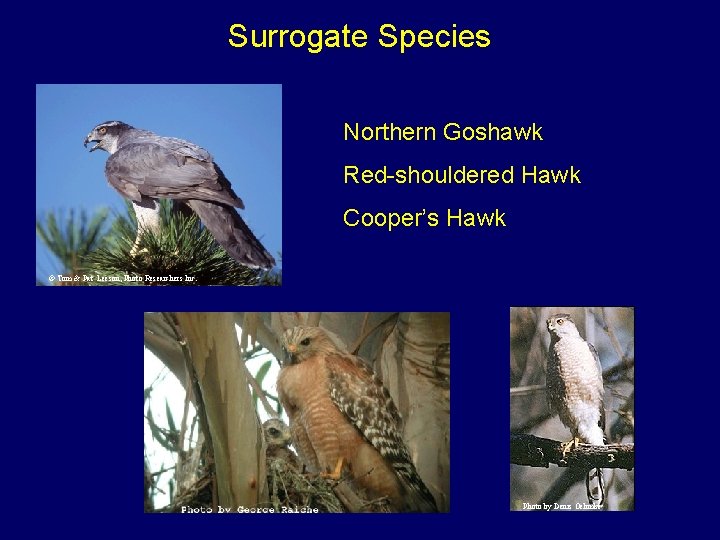 Surrogate Species Northern Goshawk Red-shouldered Hawk Cooper’s Hawk © Tom & Pat Leeson, Photo