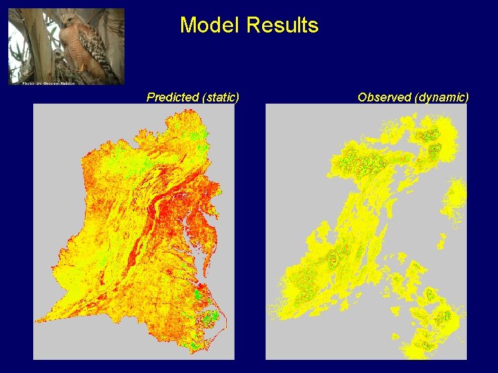 Model Results Predicted (static) Observed (dynamic) 