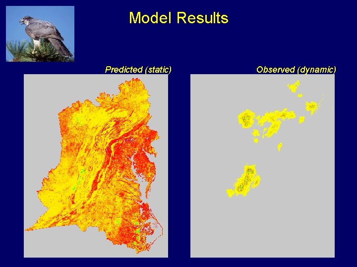 Model Results Predicted (static) Observed (dynamic) 